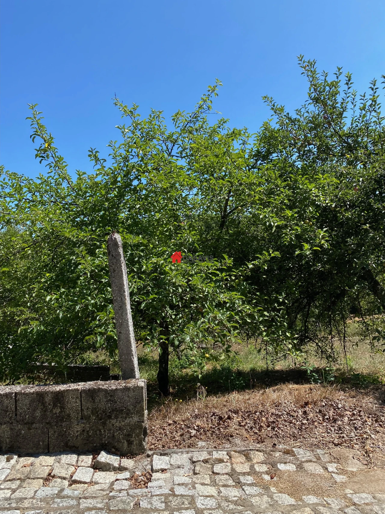 Terreno para Venda em Queiriga Foto 10