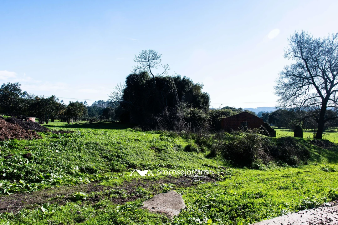 Quinta T0 para Venda em Souto da Carpalhosa e Ortigosa Foto 19