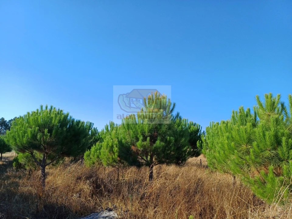 Armazém para Venda em Torrão Foto 8
