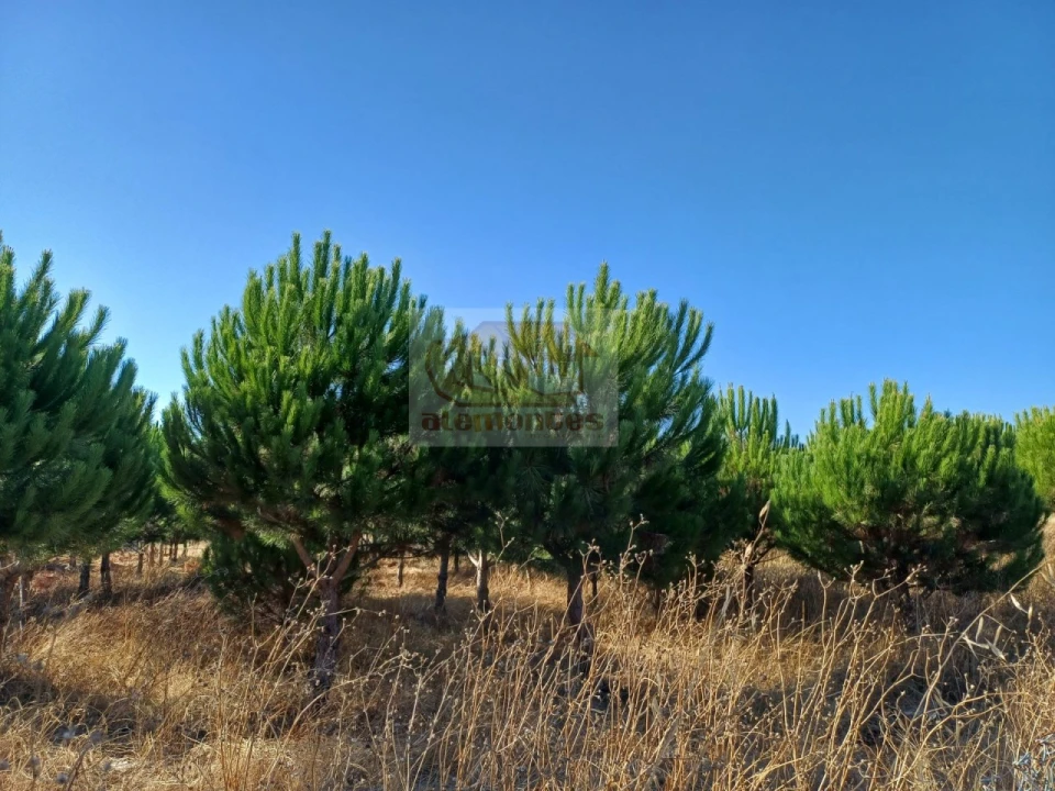 Armazém para Venda em Torrão Foto 10