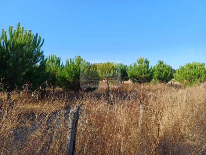 Armazém para Venda em Torrão Foto 2