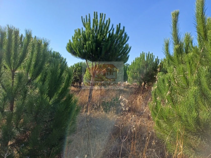 Armazém para Venda em Torrão Foto 9