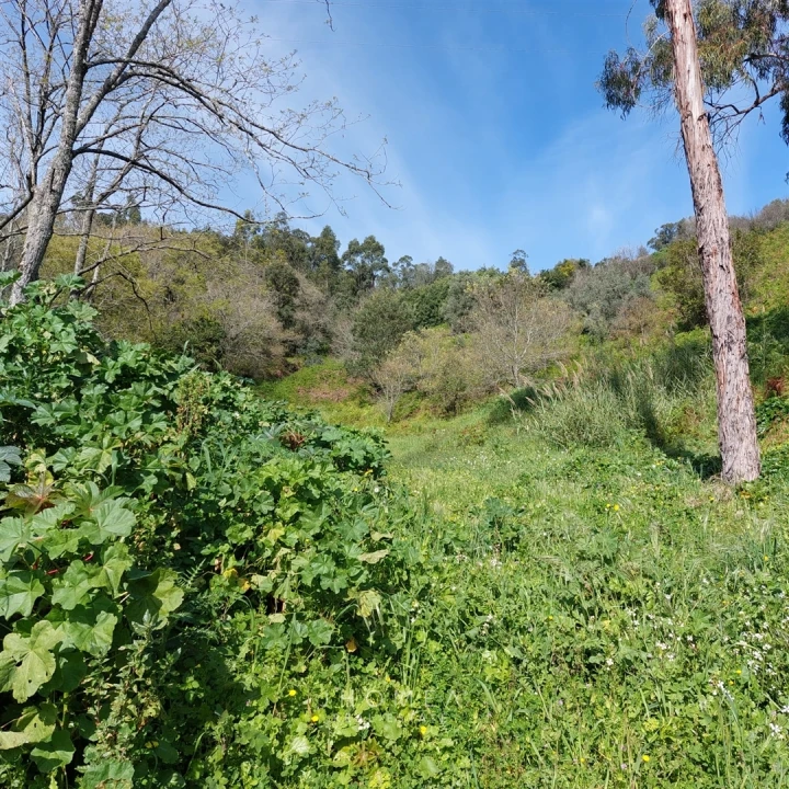 Terreno Agricola ou Rústico para Venda em Ramada e Caneças Foto 22