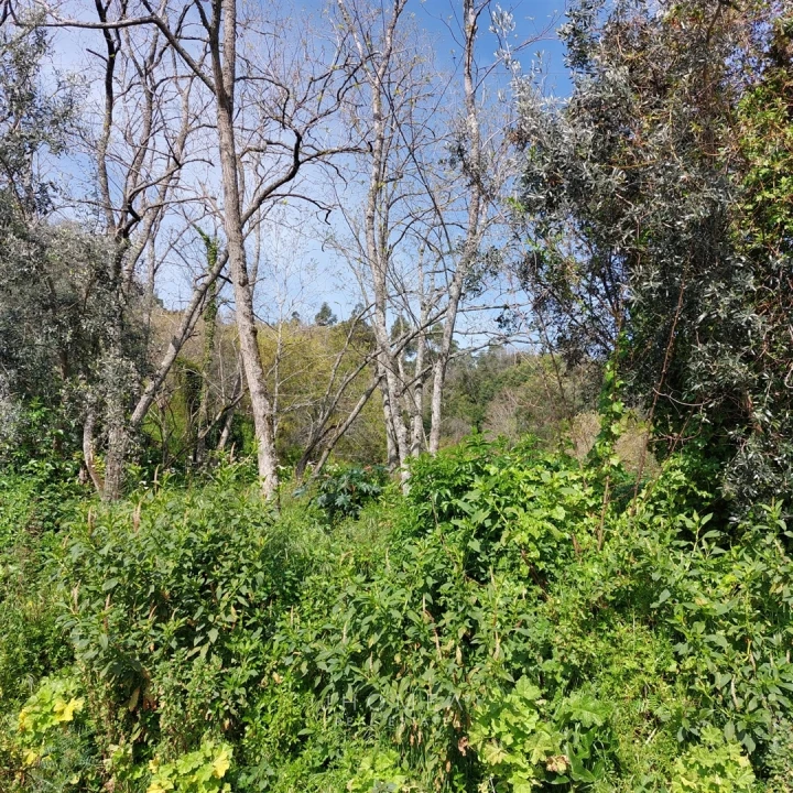 Terreno Agricola ou Rústico para Venda em Ramada e Caneças Foto 23