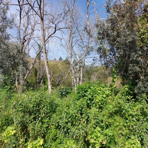Terreno Agricola ou Rústico para Venda em Ramada e Caneças Foto 23