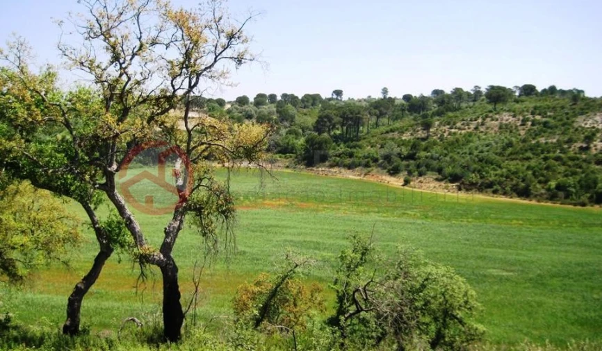 Terreno para Venda em Madalena e Beselga Foto 3