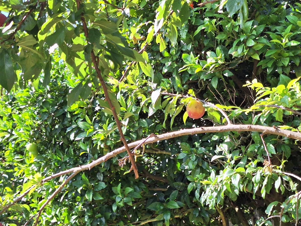 Moradia T4 para Venda em Bordonhos Foto 34