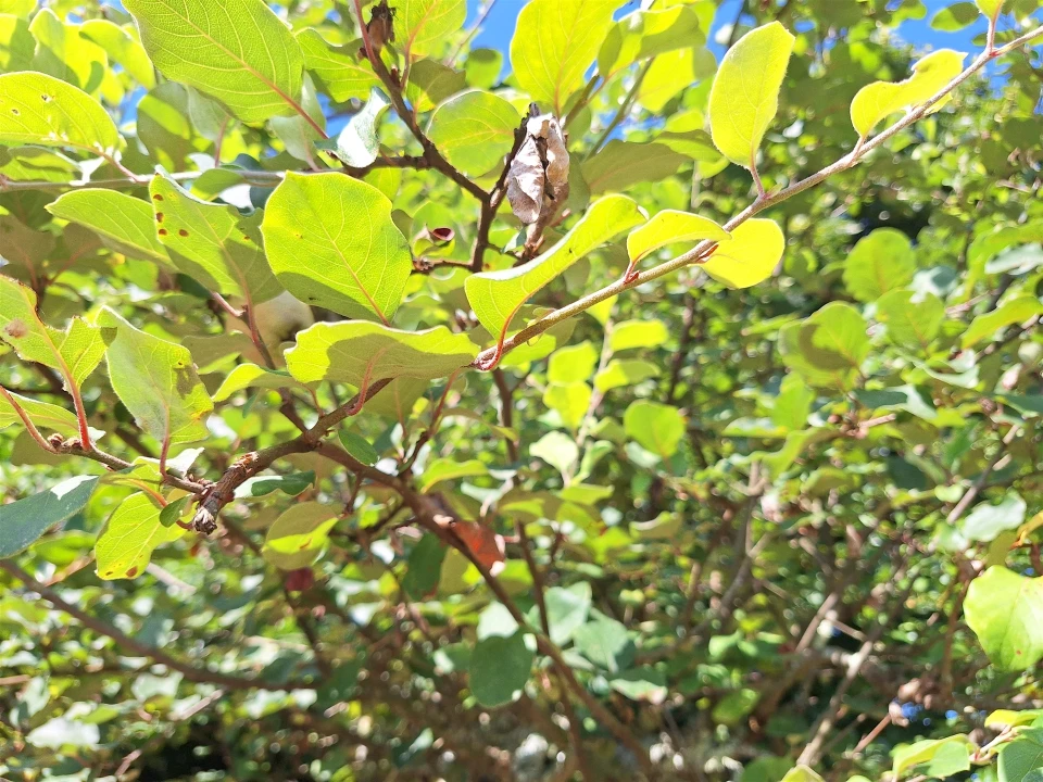 Moradia T4 para Venda em Bordonhos Foto 36