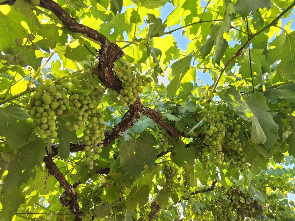 Moradia T4 para Venda em Bordonhos Foto 31