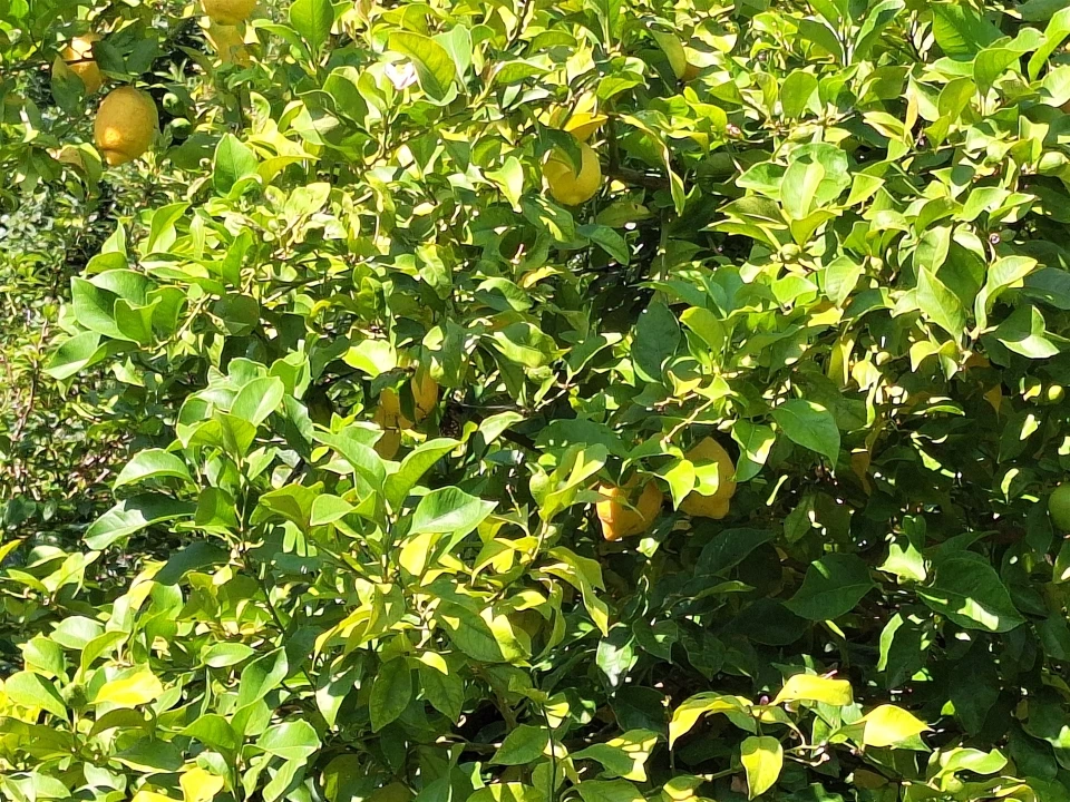 Moradia T4 para Venda em Bordonhos Foto 41