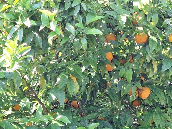 Moradia T4 para Venda em Bordonhos Foto 42