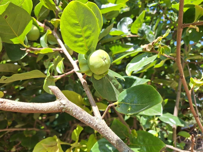 Moradia T4 para Venda em Bordonhos Foto 35