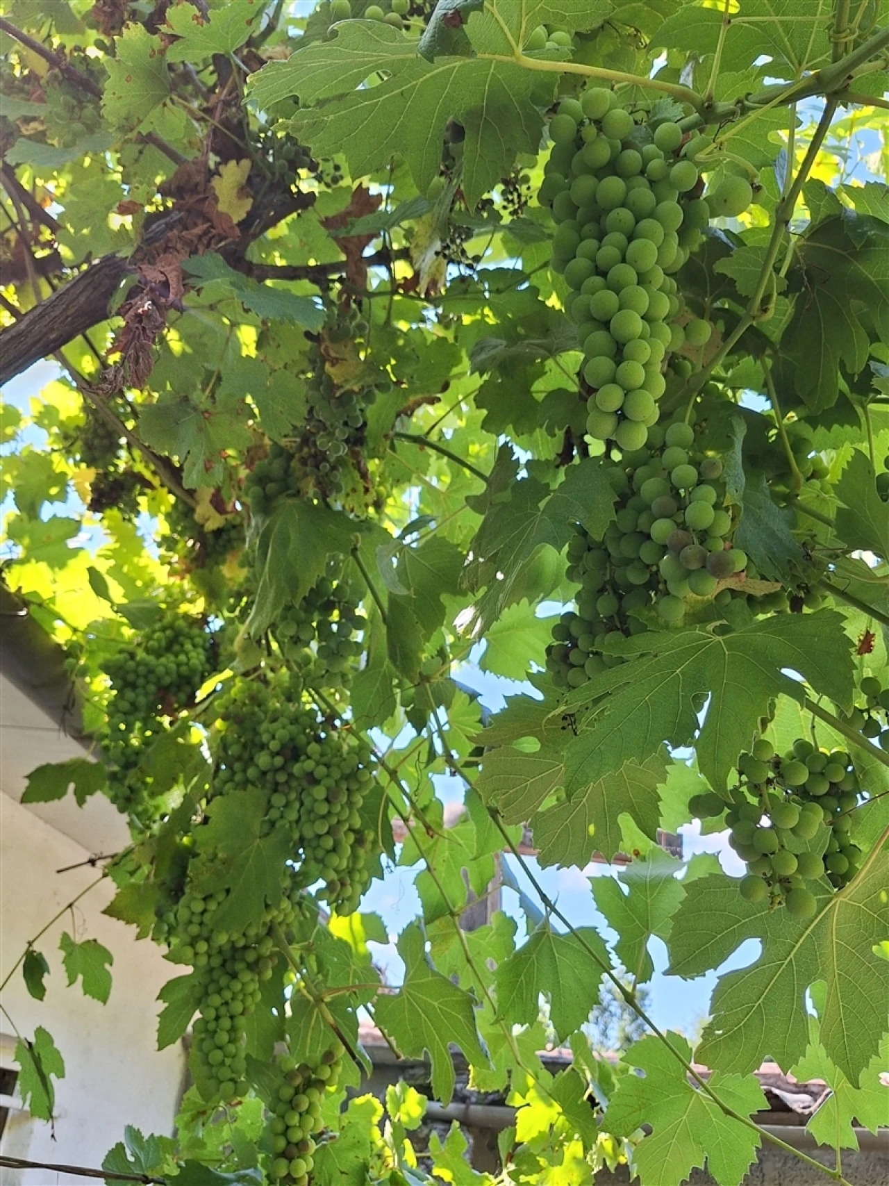 Moradia T4 para Venda em Bordonhos Foto 43