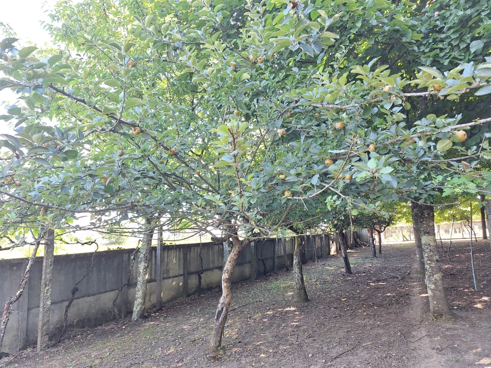 Moradia T4 para Venda em Bordonhos Foto 22