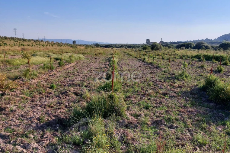 Terreno para Venda em Belmonte e Colmeal da Torre Foto 8