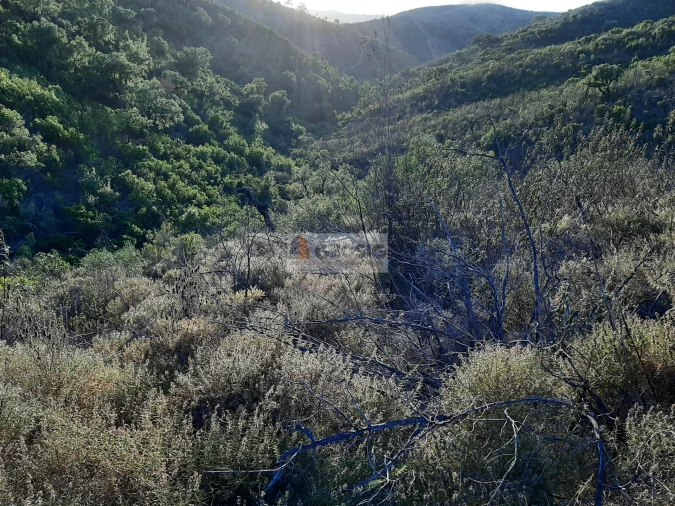 Terreno para Venda em São Barnabe Foto 5