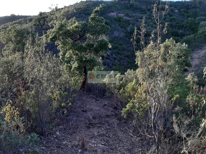Terreno para Venda em São Barnabe Foto 7