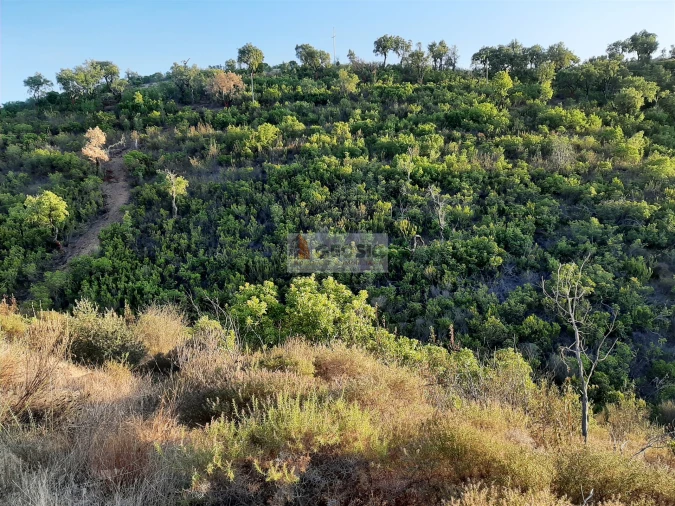 Terreno para Venda em São Barnabe Foto 6