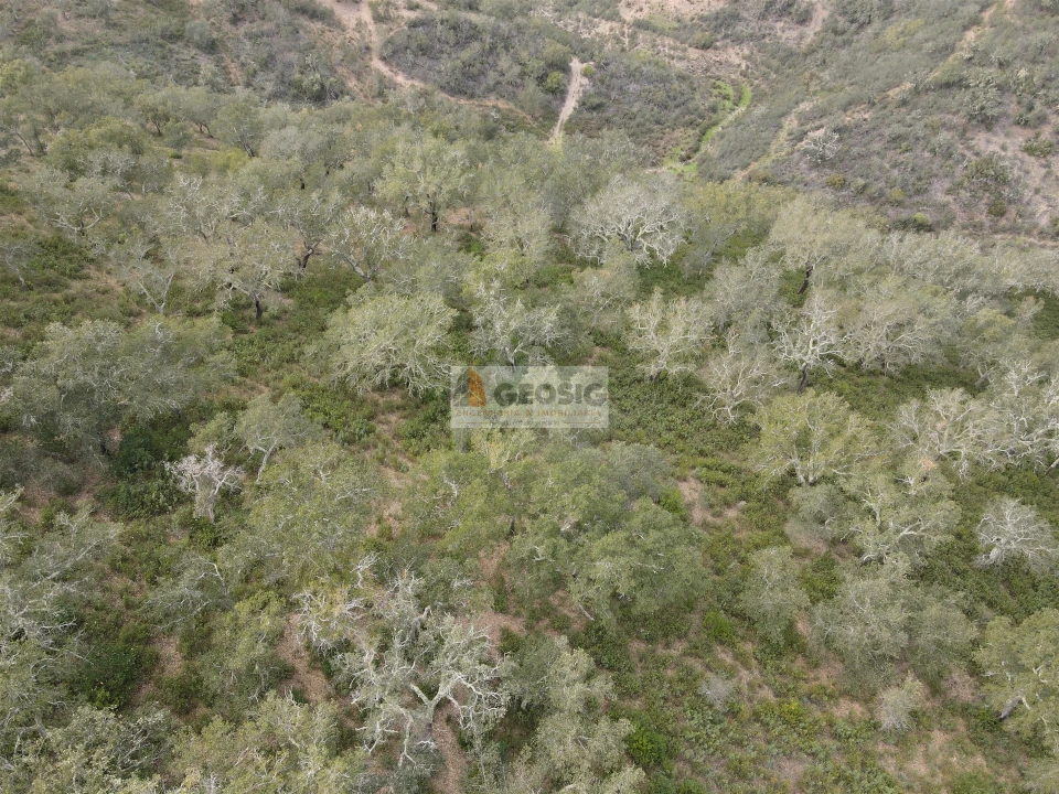 Quinta T0 para Venda em Santana da Serra Foto 11