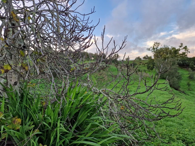 Terreno Agricola ou Rústico para Venda em Santa Cruz Foto 3
