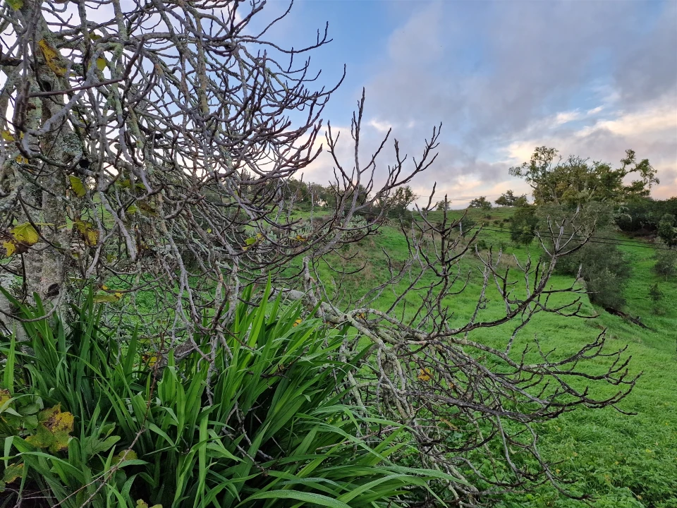 Terreno Agricola ou Rústico para Venda em Santa Cruz Foto 3