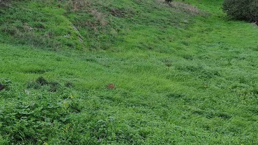 Terreno Agricola ou Rústico para Venda em Santa Cruz