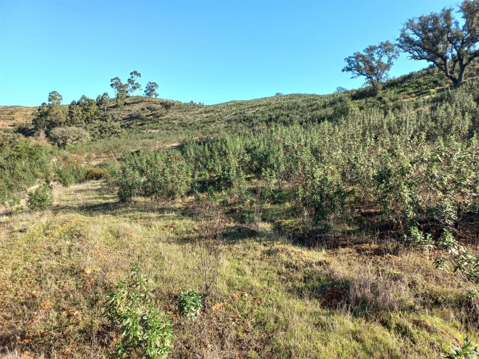 Terreno Agricola ou Rústico para Venda em Santa Clara-A-Nova e Gomes Aires Foto 4