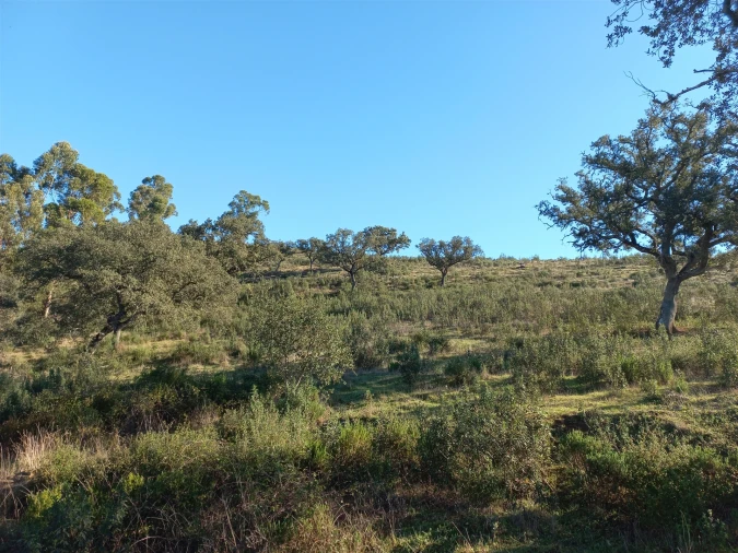 Terreno Agricola ou Rústico para Venda em Santa Clara-A-Nova e Gomes Aires Foto 7