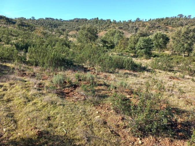 Terreno Agricola ou Rústico para Venda em Santa Clara-A-Nova e Gomes Aires Foto 2