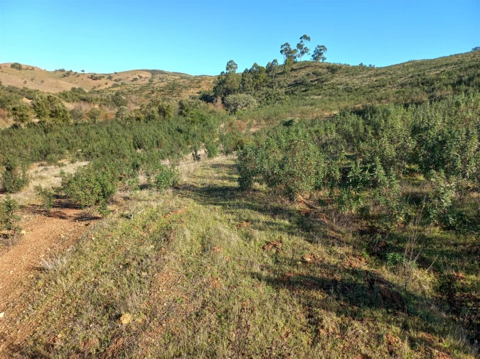 Terreno Agricola ou Rústico para Venda em Santa Clara-A-Nova e Gomes Aires Foto 5