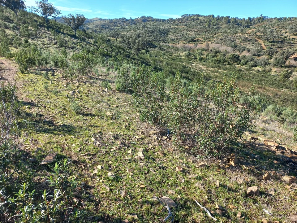 Terreno Agricola ou Rústico para Venda em Santa Clara-A-Nova e Gomes Aires Foto 12