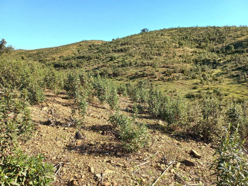 Terreno Agricola ou Rústico para Venda em Santa Clara-A-Nova e Gomes Aires Foto 13