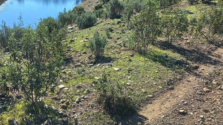 Terreno Agricola ou Rústico para Venda em Santa Clara-A-Nova e Gomes Aires