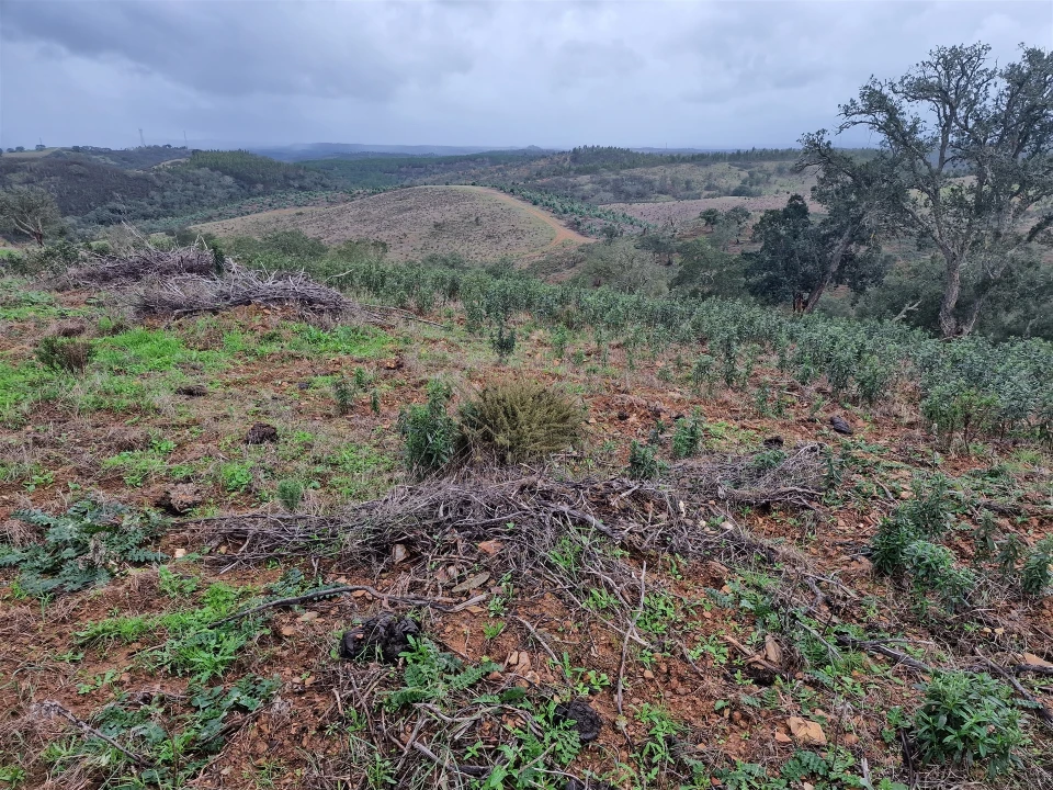 Quinta T0 para Venda em Saboia Foto 29