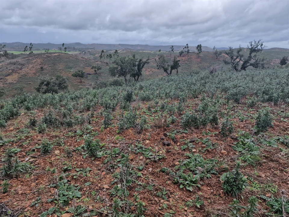 Quinta T0 para Venda em Saboia Foto 28