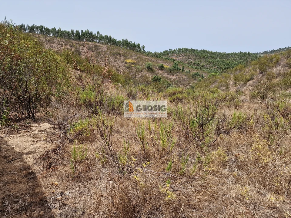 Quinta T0 para Venda em São Martinho das Amoreiras Foto 23