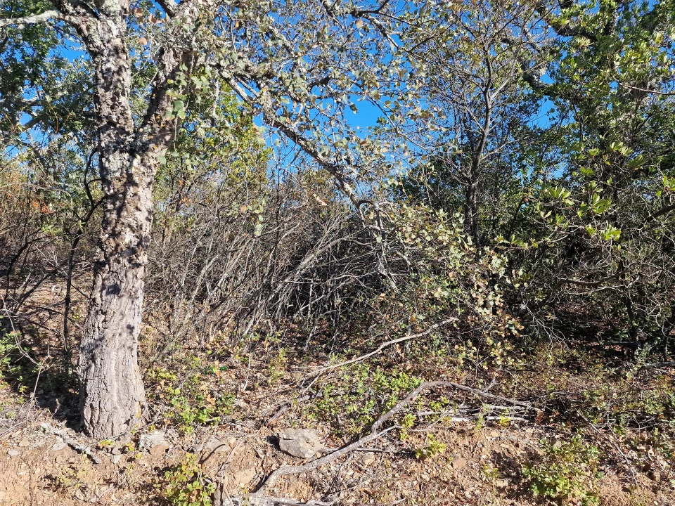 Terreno Agricola ou Rústico para Venda em São Barnabe Foto 6