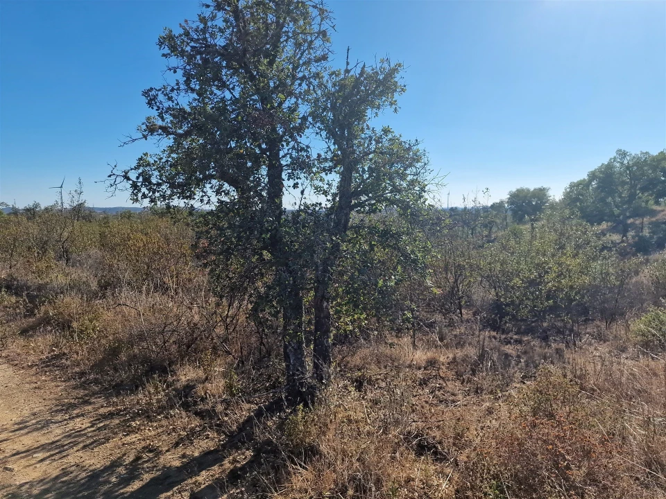 Terreno Agricola ou Rústico para Venda em São Barnabe Foto 9