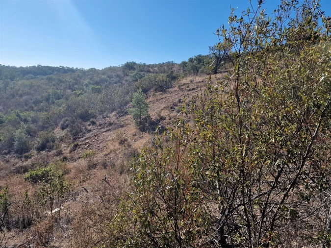 Terreno Agricola ou Rústico para Venda em São Barnabe Foto 7
