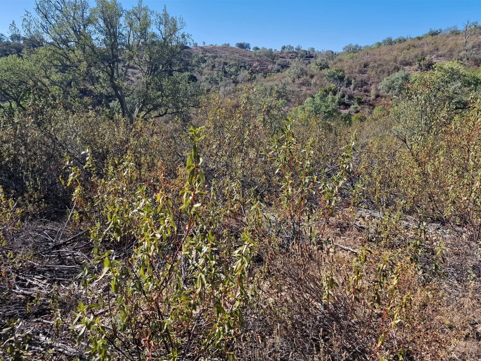 Terreno Agricola ou Rústico para Venda em São Barnabe Foto 5