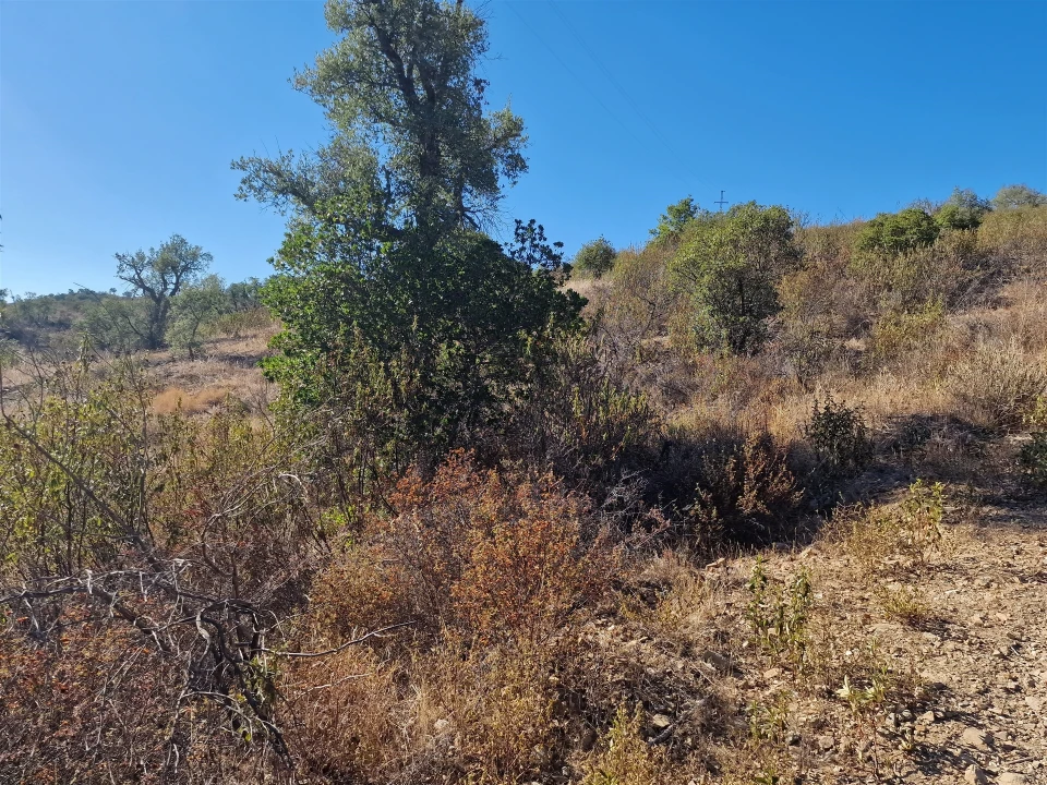 Terreno Agricola ou Rústico para Venda em São Barnabe Foto 3