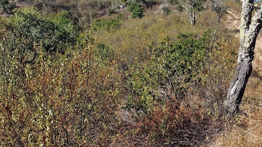 Terreno Agricola ou Rústico para Venda em São Barnabe
