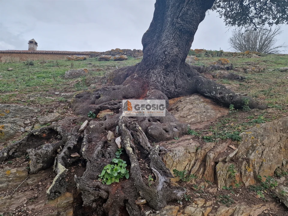 Moradia T3 para Venda em Ourique Foto 23