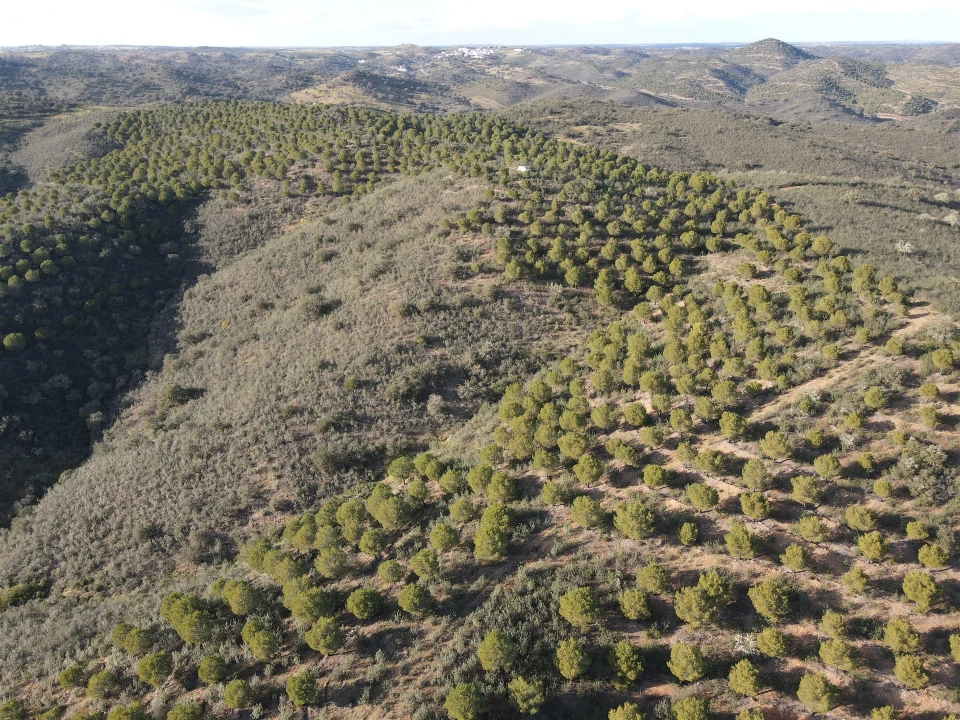 Terreno Agricola ou Rústico para Venda em Santa Cruz Foto 7