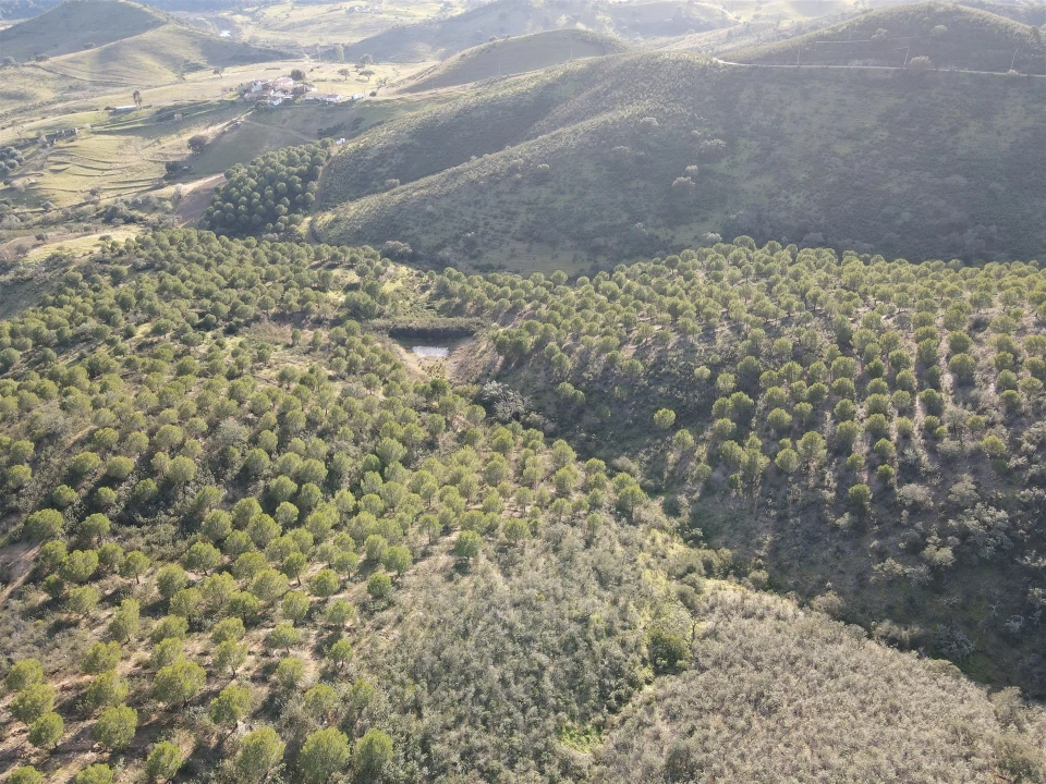 Terreno Agricola ou Rústico para Venda em Santa Cruz Foto 9