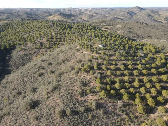 Terreno Agricola ou Rústico para Venda em Santa Cruz Foto 8
