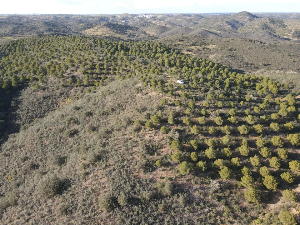 Terreno Agricola ou Rústico para Venda em Santa Cruz Foto 8