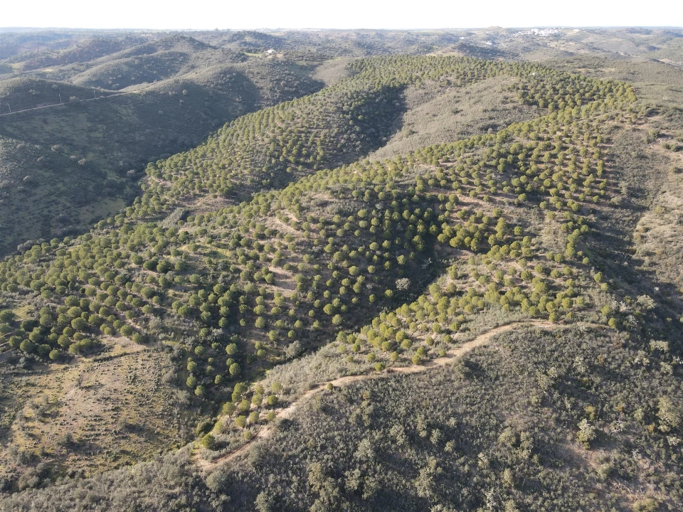 Terreno Agricola ou Rústico para Venda em Santa Cruz Foto 5