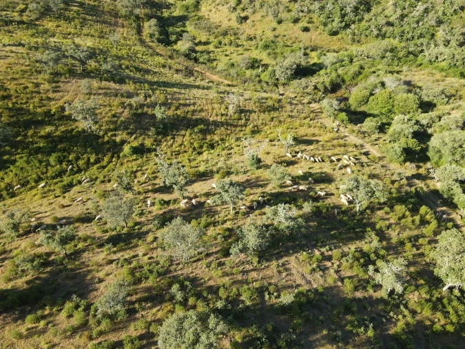 Terreno Agricola ou Rústico para Venda em Ourique Foto 3