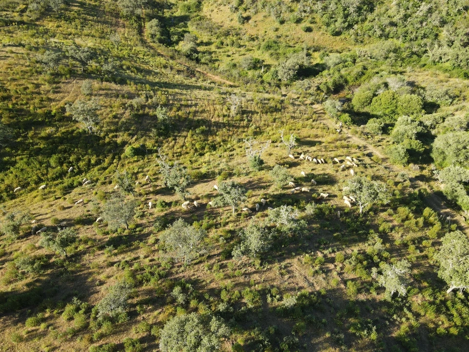 Terreno Agricola ou Rústico para Venda em Ourique Foto 3
